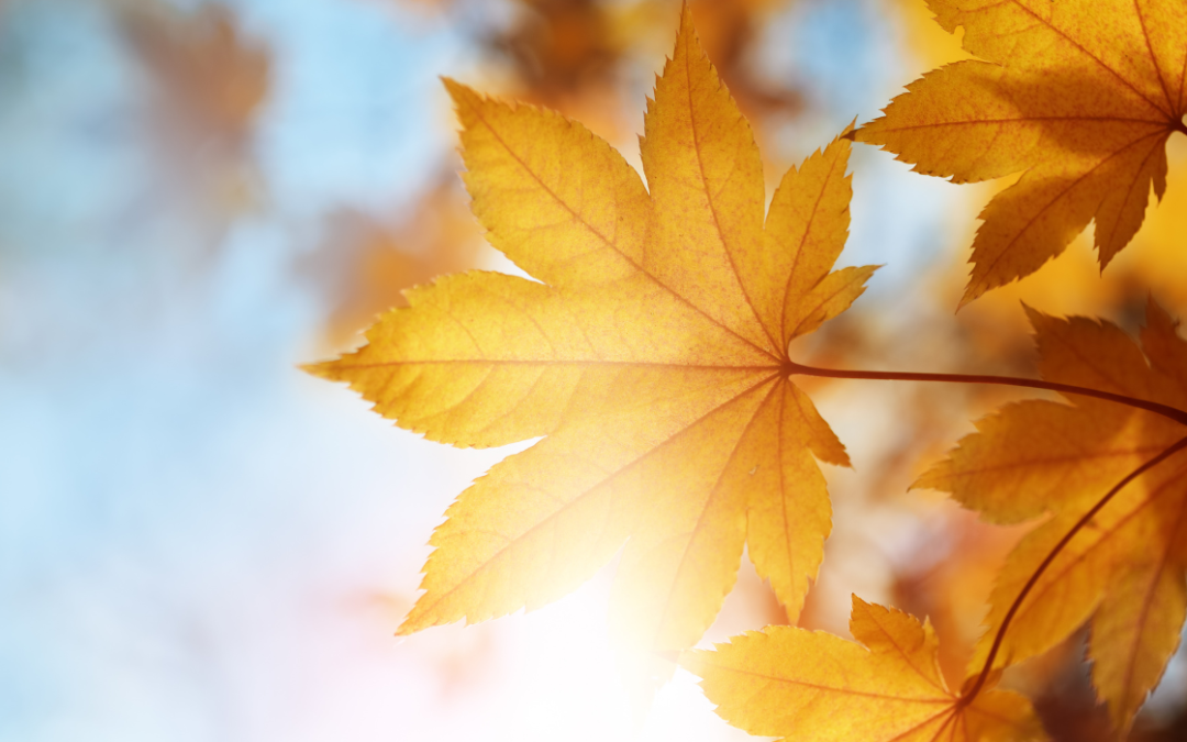 La playa vacía, velas & difusor con canela = Otoño ya está aquí!